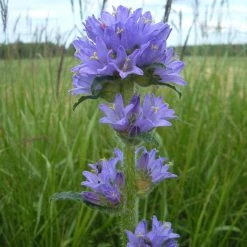 FuturePlanter Borstige Glockenblume (Campanula Cervicaria) Alle Pflanzen Im Shop 14 FuturePlanter Borstige Glockenblume (Campanula Cervicaria) Alle Pflanzen Im Shop