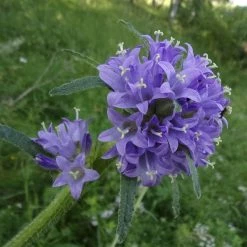 FuturePlanter Borstige Glockenblume (Campanula Cervicaria) Alle Pflanzen Im Shop 13 FuturePlanter Borstige Glockenblume (Campanula Cervicaria) Alle Pflanzen Im Shop