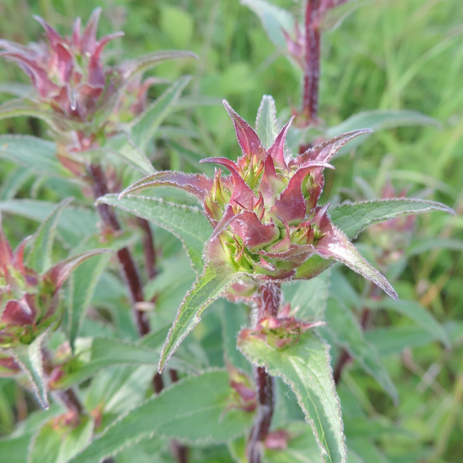 FuturePlanter Borstige Glockenblume (Campanula Cervicaria) Alle Pflanzen Im Shop 8 FuturePlanter Borstige Glockenblume (Campanula Cervicaria) Alle Pflanzen Im Shop