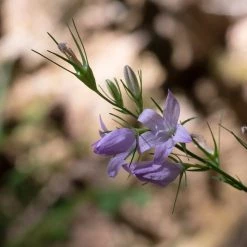 FuturePlanter Rapunzel-Glockenblume (Campanula Rapunculus) Alle Pflanzen Im Shop