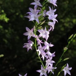FuturePlanter Rapunzel-Glockenblume (Campanula Rapunculus) Alle Pflanzen Im Shop
