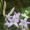 FuturePlanter Rapunzel-Glockenblume (Campanula Rapunculus) Alle Pflanzen Im Shop