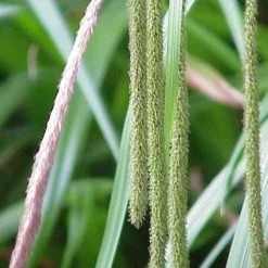 FuturePlanter Hänge-Segge (Carex Pendula) 6 FuturePlanter Hänge-Segge (Carex Pendula)