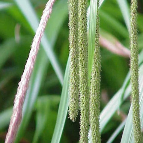 FuturePlanter Hänge-Segge (Carex Pendula) 3 FuturePlanter Hänge-Segge (Carex Pendula)