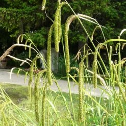 FuturePlanter Hänge-Segge (Carex Pendula)