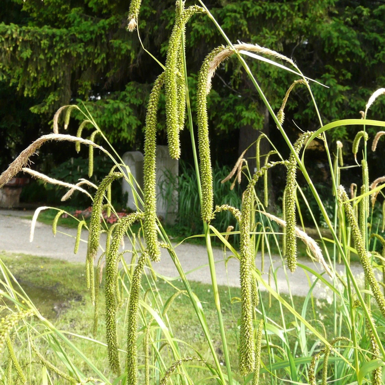 FuturePlanter Hänge-Segge (Carex Pendula) 1 FuturePlanter Hänge-Segge (Carex Pendula)