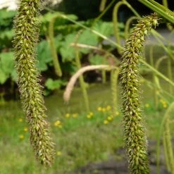 FuturePlanter Hänge-Segge (Carex Pendula)