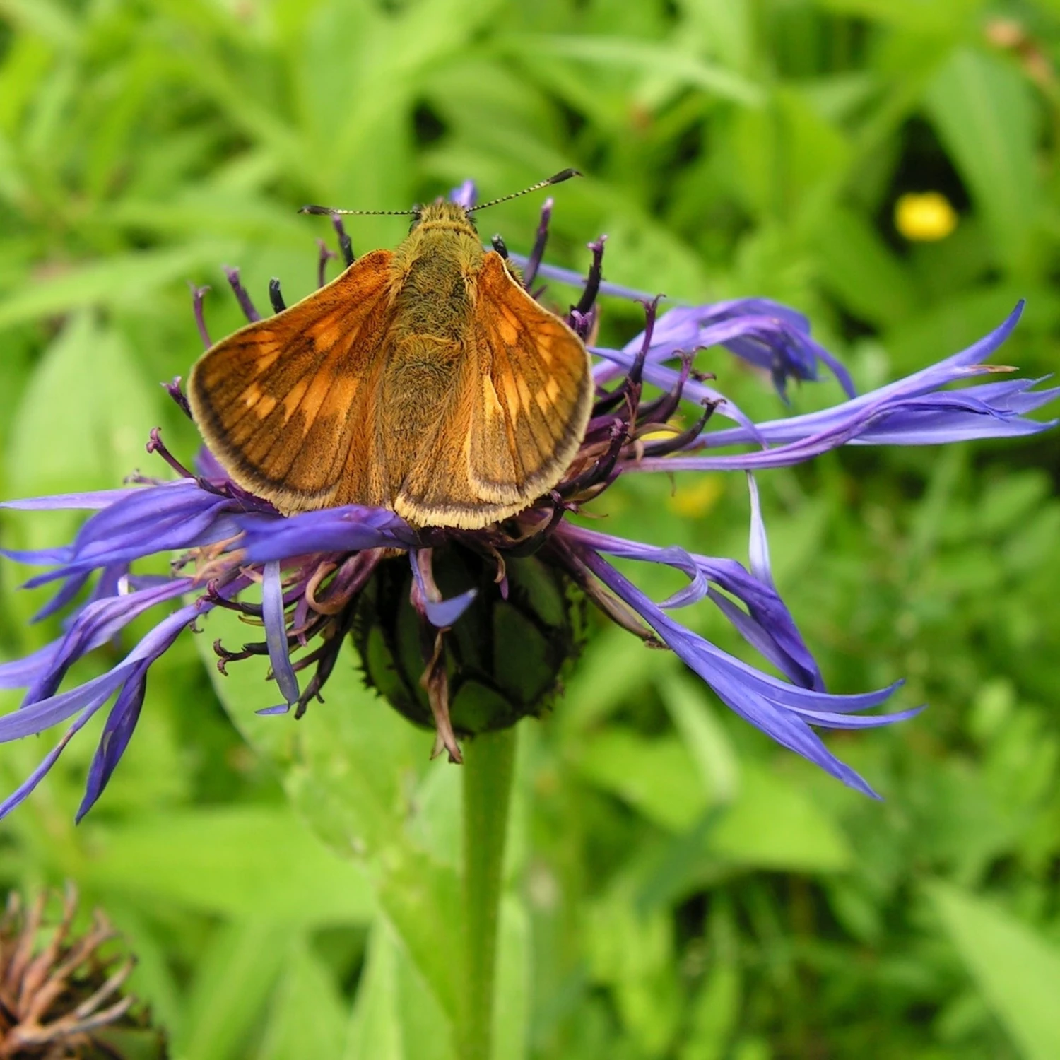 FuturePlanter Alle Pflanzen Im Shop Berg-Flockenblume (Centaurea Montana) 6 FuturePlanter Alle Pflanzen Im Shop Berg-Flockenblume (Centaurea Montana)