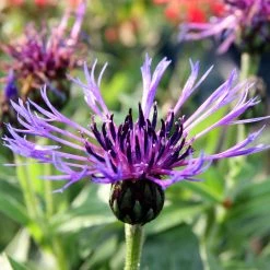 FuturePlanter Alle Pflanzen Im Shop Berg-Flockenblume (Centaurea Montana) 11 FuturePlanter Alle Pflanzen Im Shop Berg-Flockenblume (Centaurea Montana)