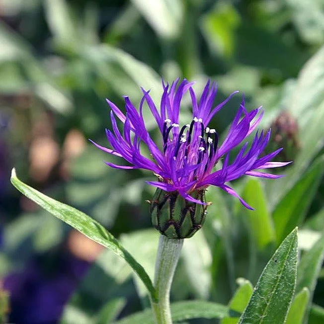 FuturePlanter Alle Pflanzen Im Shop Berg-Flockenblume (Centaurea Montana) 1 FuturePlanter Alle Pflanzen Im Shop Berg-Flockenblume (Centaurea Montana)