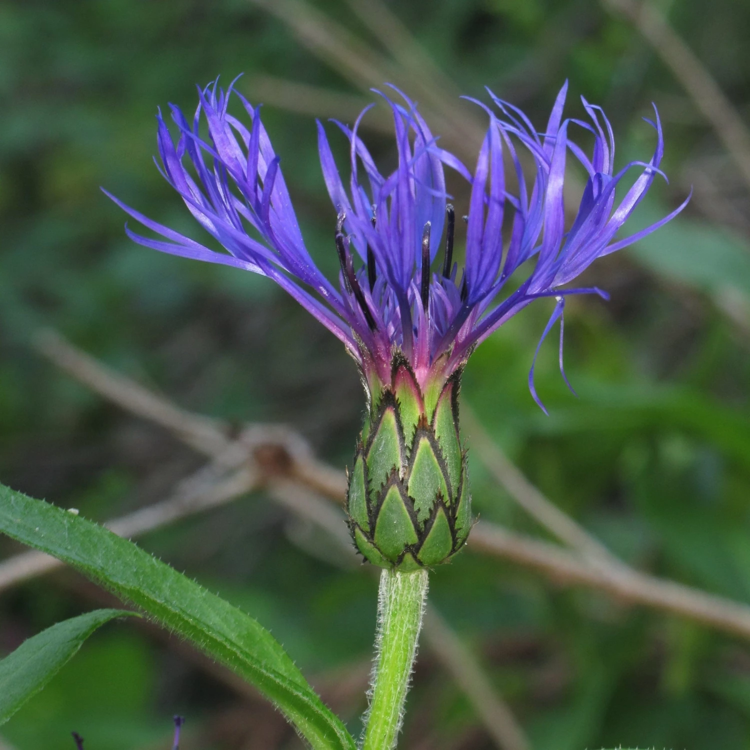 FuturePlanter Alle Pflanzen Im Shop Berg-Flockenblume (Centaurea Montana) 8 FuturePlanter Alle Pflanzen Im Shop Berg-Flockenblume (Centaurea Montana)