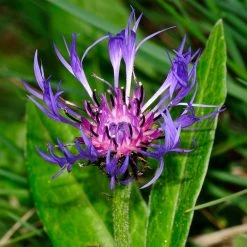 FuturePlanter Alle Pflanzen Im Shop Berg-Flockenblume (Centaurea Montana)