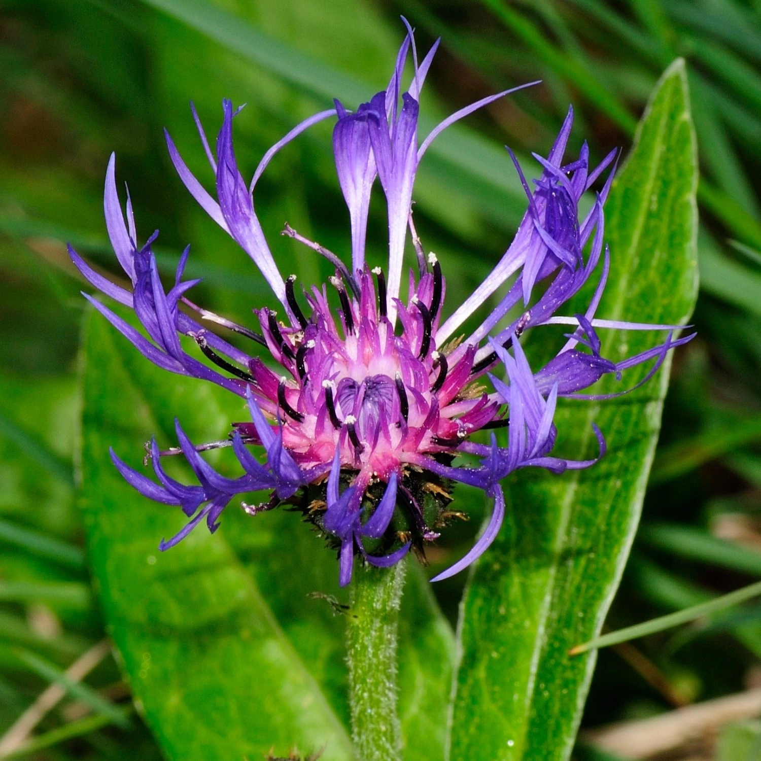 FuturePlanter Alle Pflanzen Im Shop Berg-Flockenblume (Centaurea Montana) 2 FuturePlanter Alle Pflanzen Im Shop Berg-Flockenblume (Centaurea Montana)