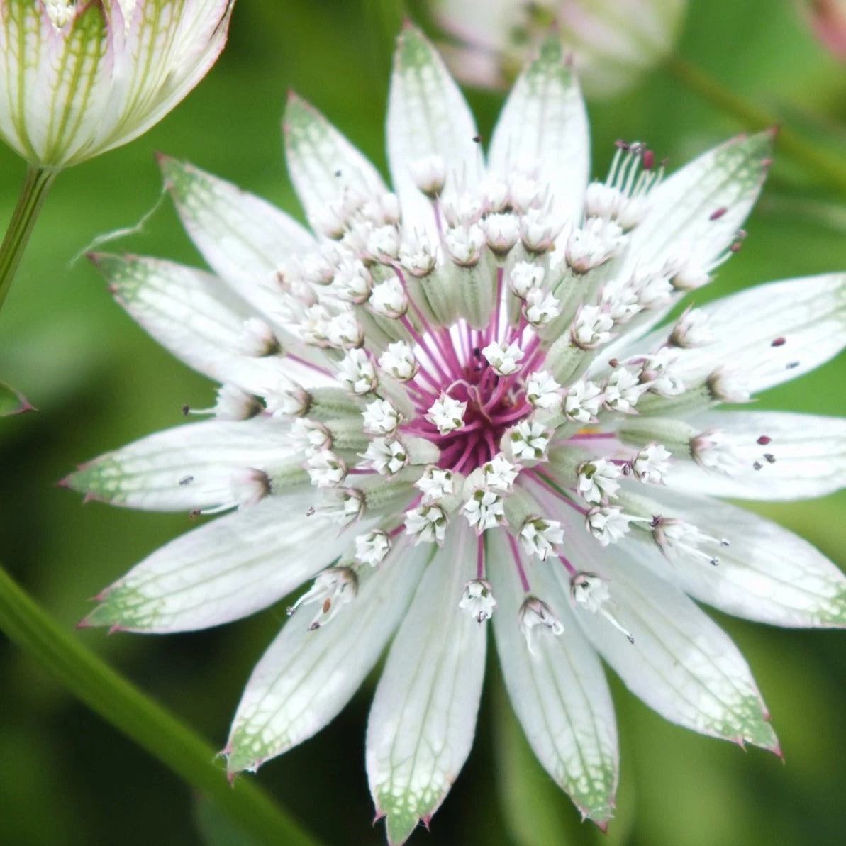 FuturePlanter Grosse Sterndole (Astrantia Major) Alle Pflanzen Im Shop 3 FuturePlanter Grosse Sterndole (Astrantia Major) Alle Pflanzen Im Shop