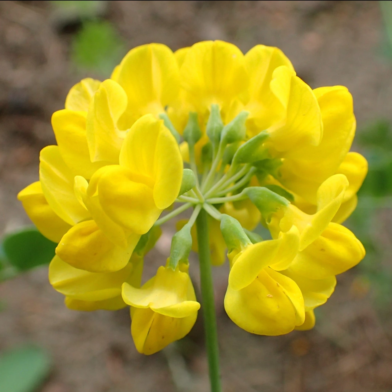 FuturePlanter Berg-Kronwicke (Coronilla Coronata) 2 FuturePlanter Berg-Kronwicke (Coronilla Coronata)