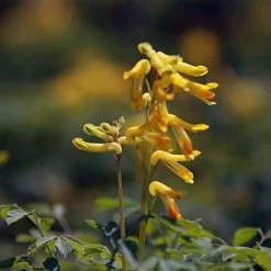 FuturePlanter Gelber Lerchensporn (Corydalis Lutea) Alle Pflanzen Im Shop 15 FuturePlanter Gelber Lerchensporn (Corydalis Lutea) Alle Pflanzen Im Shop