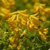 FuturePlanter Gelber Lerchensporn (Corydalis Lutea) Alle Pflanzen Im Shop