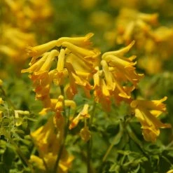 FuturePlanter Gelber Lerchensporn (Corydalis Lutea) Alle Pflanzen Im Shop