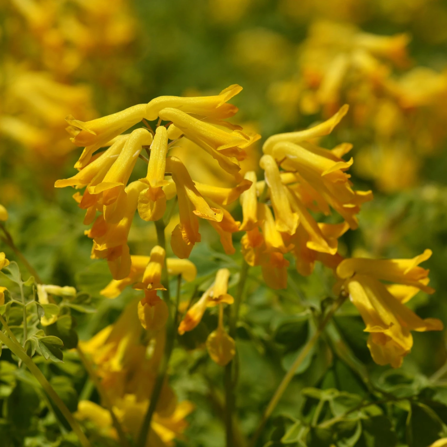 FuturePlanter Gelber Lerchensporn (Corydalis Lutea) Alle Pflanzen Im Shop 1 FuturePlanter Gelber Lerchensporn (Corydalis Lutea) Alle Pflanzen Im Shop