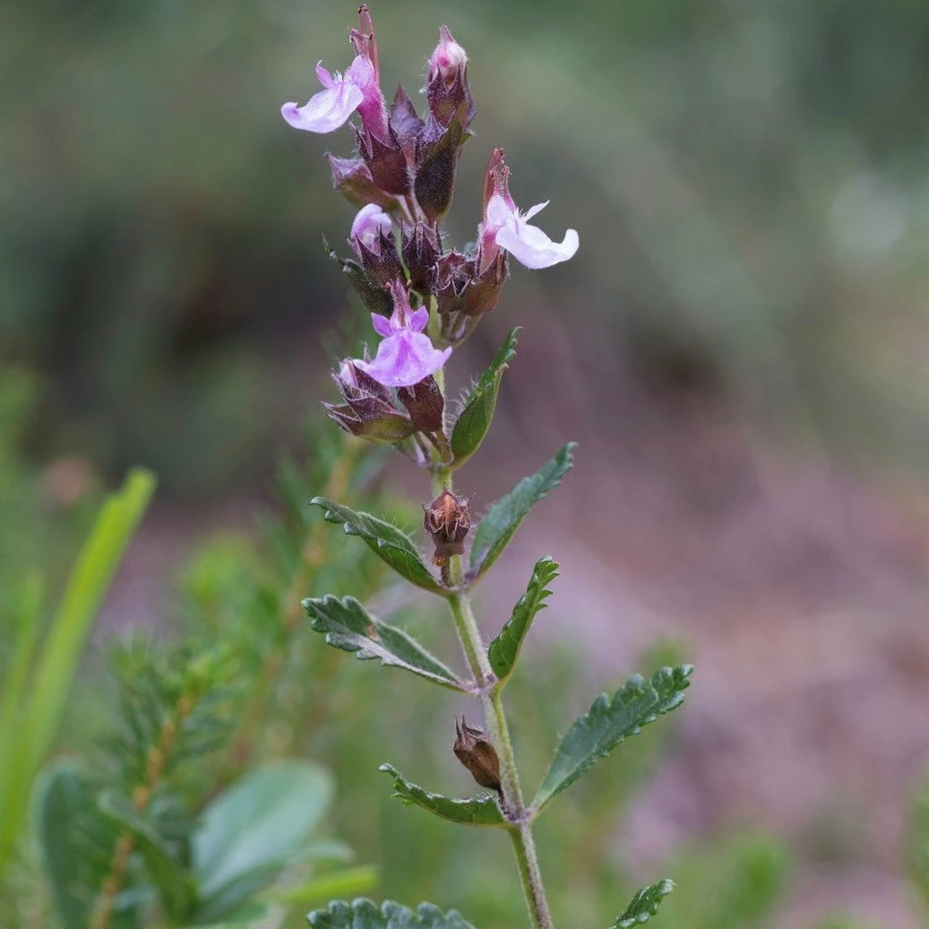 FuturePlanter Alle Pflanzen Im Shop Edel-Gamander (Teucrium Chamaedrys) 2 FuturePlanter Alle Pflanzen Im Shop Edel-Gamander (Teucrium Chamaedrys)