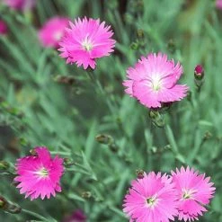 FuturePlanter Grenobler Nelke (Dianthus Gratianopolitanus) Alle Pflanzen Im Shop