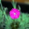 FuturePlanter Grenobler Nelke (Dianthus Gratianopolitanus) Alle Pflanzen Im Shop
