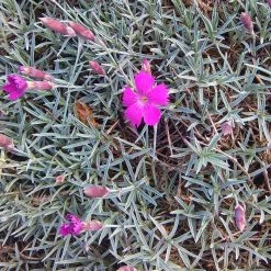 FuturePlanter Grenobler Nelke (Dianthus Gratianopolitanus) Alle Pflanzen Im Shop