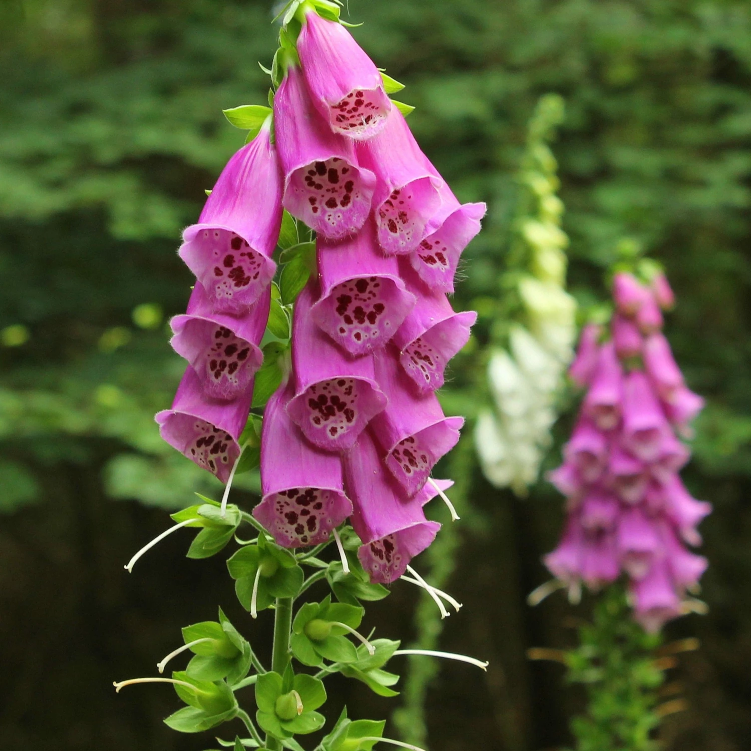 FuturePlanter Roter Fingerhut (Digitalis Purpurea) Alle Pflanzen Im Shop 1 FuturePlanter Roter Fingerhut (Digitalis Purpurea) Alle Pflanzen Im Shop