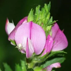 FuturePlanter Dornige Hauhechel (Ononis Spinosa) Alle Pflanzen Im Shop 15 FuturePlanter Dornige Hauhechel (Ononis Spinosa) Alle Pflanzen Im Shop