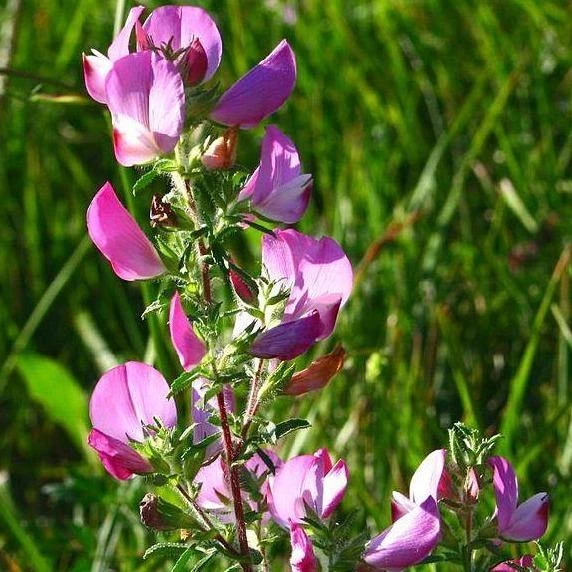FuturePlanter Dornige Hauhechel (Ononis Spinosa) Alle Pflanzen Im Shop 3 FuturePlanter Dornige Hauhechel (Ononis Spinosa) Alle Pflanzen Im Shop