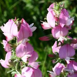 FuturePlanter Dornige Hauhechel (Ononis Spinosa) Alle Pflanzen Im Shop