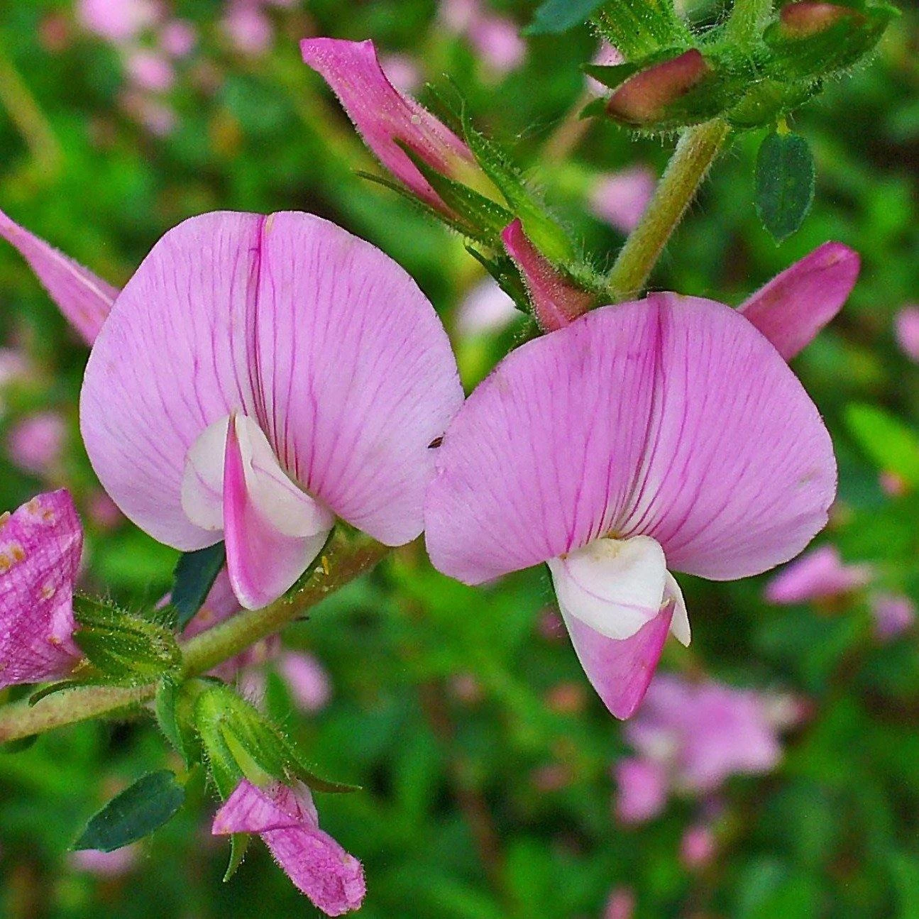 FuturePlanter Dornige Hauhechel (Ononis Spinosa) Alle Pflanzen Im Shop 2 FuturePlanter Dornige Hauhechel (Ononis Spinosa) Alle Pflanzen Im Shop
