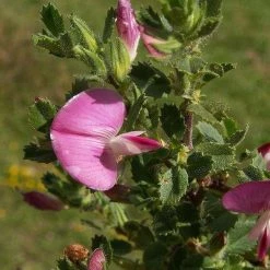 FuturePlanter Dornige Hauhechel (Ononis Spinosa) Alle Pflanzen Im Shop 12 FuturePlanter Dornige Hauhechel (Ononis Spinosa) Alle Pflanzen Im Shop