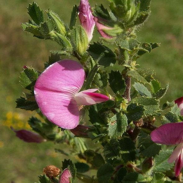 FuturePlanter Dornige Hauhechel (Ononis Spinosa) Alle Pflanzen Im Shop 5 FuturePlanter Dornige Hauhechel (Ononis Spinosa) Alle Pflanzen Im Shop