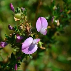 FuturePlanter Dornige Hauhechel (Ononis Spinosa) Alle Pflanzen Im Shop 11 FuturePlanter Dornige Hauhechel (Ononis Spinosa) Alle Pflanzen Im Shop