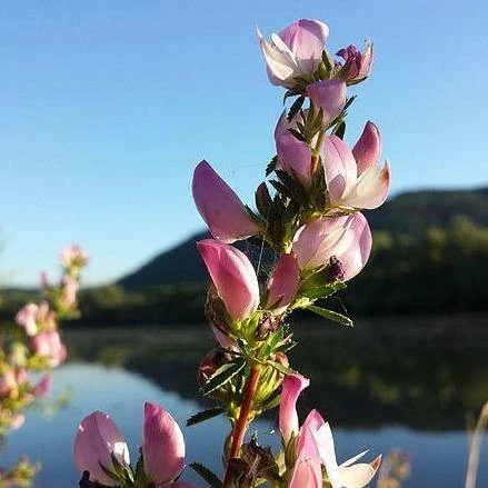 FuturePlanter Dornige Hauhechel (Ononis Spinosa) Alle Pflanzen Im Shop 6 FuturePlanter Dornige Hauhechel (Ononis Spinosa) Alle Pflanzen Im Shop