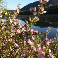 FuturePlanter Dornige Hauhechel (Ononis Spinosa) Alle Pflanzen Im Shop 14 FuturePlanter Dornige Hauhechel (Ononis Spinosa) Alle Pflanzen Im Shop