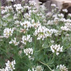 FuturePlanter Seiden-Backenklee (Dorycnium Germanicum) Alle Pflanzen Im Shop