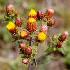 FuturePlanter Alle Pflanzen Im Shop Dürrwurz (Inula Conyzae)