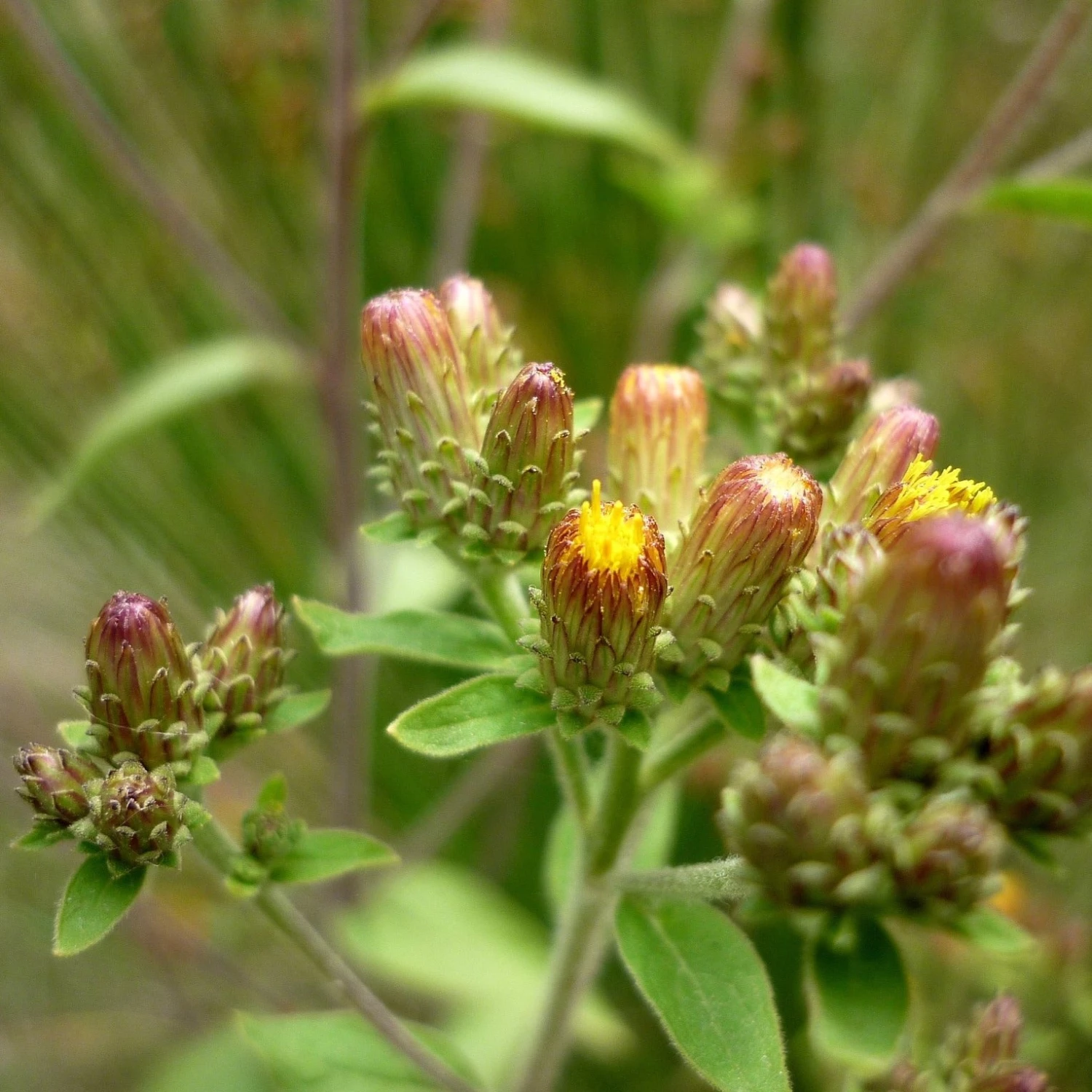 FuturePlanter Alle Pflanzen Im Shop Dürrwurz (Inula Conyzae) 4 FuturePlanter Alle Pflanzen Im Shop Dürrwurz (Inula Conyzae)