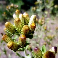 FuturePlanter Alle Pflanzen Im Shop Dürrwurz (Inula Conyzae) 13 FuturePlanter Alle Pflanzen Im Shop Dürrwurz (Inula Conyzae)