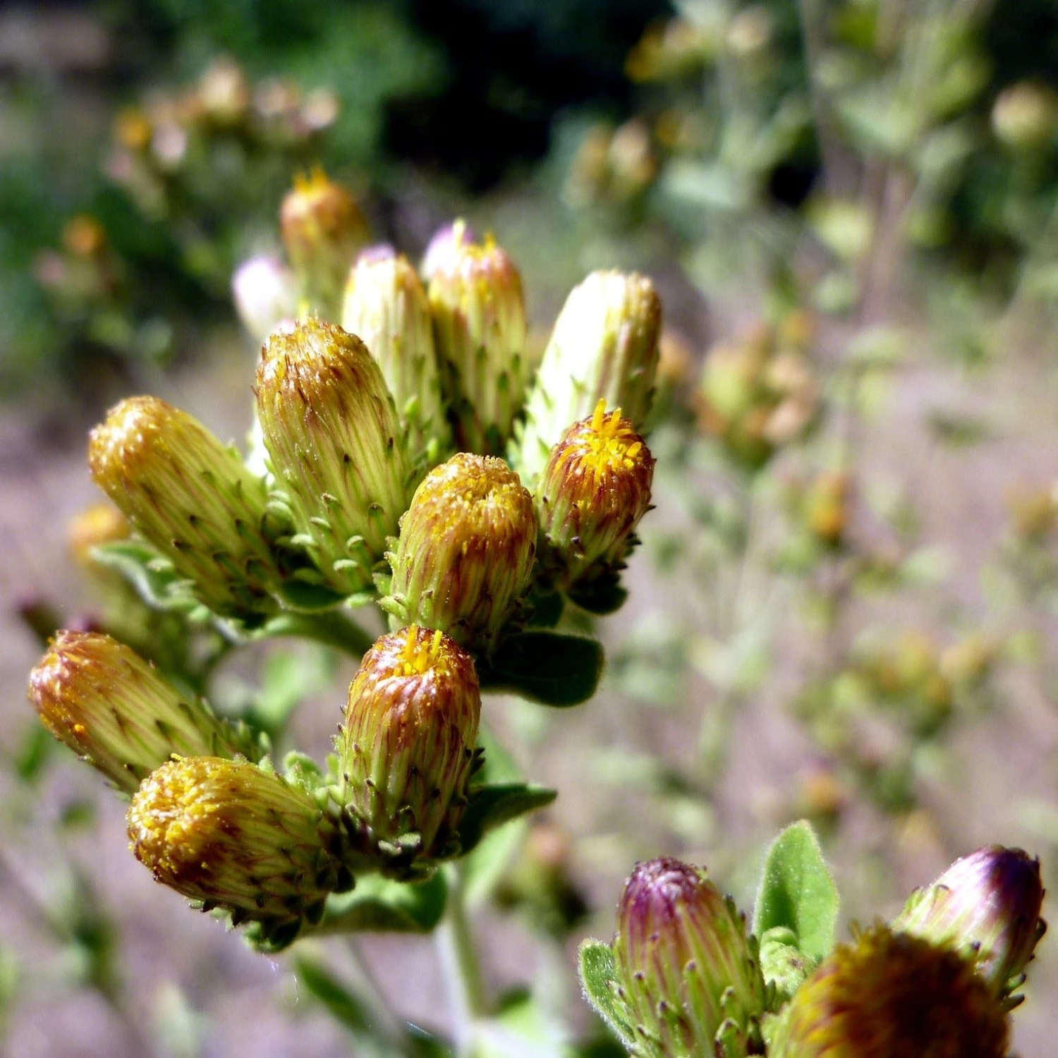 FuturePlanter Alle Pflanzen Im Shop Dürrwurz (Inula Conyzae) 6 FuturePlanter Alle Pflanzen Im Shop Dürrwurz (Inula Conyzae)