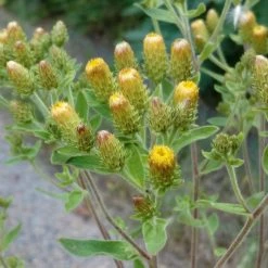FuturePlanter Alle Pflanzen Im Shop Dürrwurz (Inula Conyzae) 15 FuturePlanter Alle Pflanzen Im Shop Dürrwurz (Inula Conyzae)