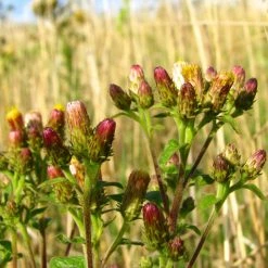 FuturePlanter Alle Pflanzen Im Shop Dürrwurz (Inula Conyzae) 10 FuturePlanter Alle Pflanzen Im Shop Dürrwurz (Inula Conyzae)