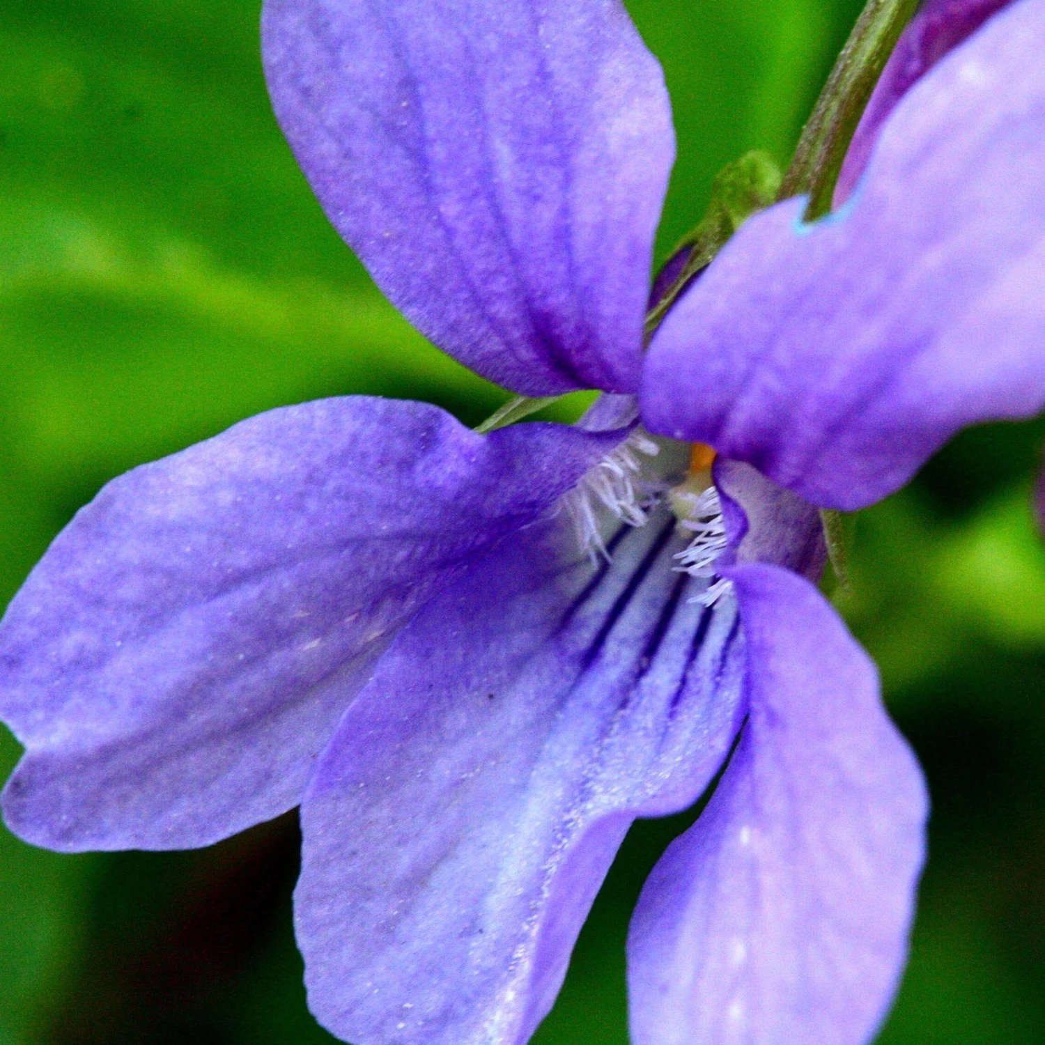 FuturePlanter Duft-Veilchen (Viola Odorata) 8 FuturePlanter Duft-Veilchen (Viola Odorata)