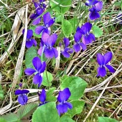 FuturePlanter Duft-Veilchen (Viola Odorata) 14 FuturePlanter Duft-Veilchen (Viola Odorata)
