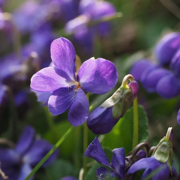 FuturePlanter Duft-Veilchen (Viola Odorata) 1 FuturePlanter Duft-Veilchen (Viola Odorata)