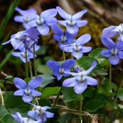 FuturePlanter Duft-Veilchen (Viola Odorata) 11 FuturePlanter Duft-Veilchen (Viola Odorata)