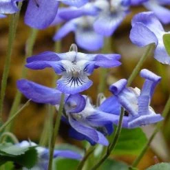 FuturePlanter Duft-Veilchen (Viola Odorata) 10 FuturePlanter Duft-Veilchen (Viola Odorata)