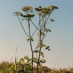 FuturePlanter Echte Engelwurz (Angelica Archangelica) Alle Pflanzen Im Shop 14 FuturePlanter Echte Engelwurz (Angelica Archangelica) Alle Pflanzen Im Shop